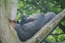 Gorillamutter und Kind.JPG